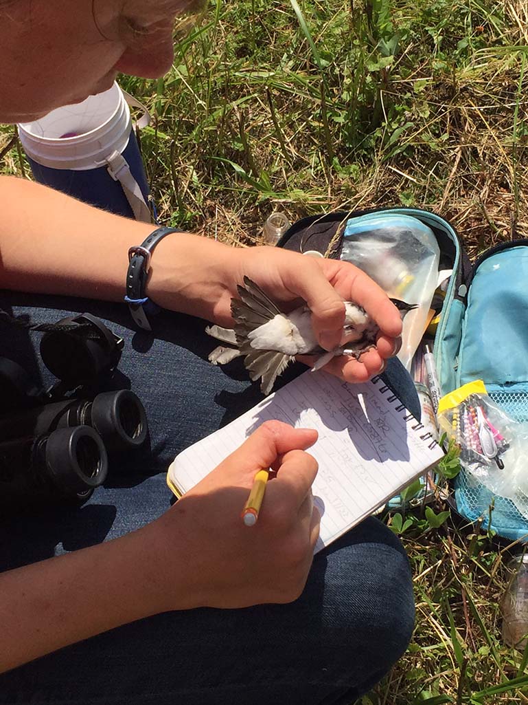 Examining a Tree Swallow in the field.