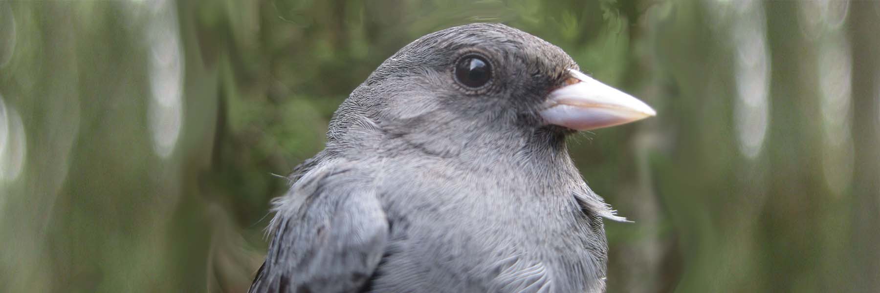 Close-up of Dark-eyed Junco, showing head and shoulders.