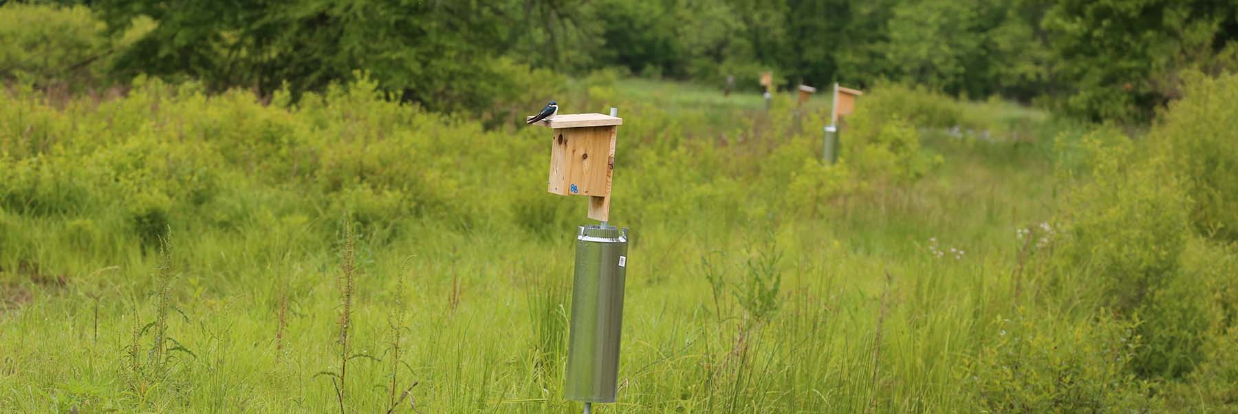 Trail of nest boxes; a Tree Swallow is perched atop the foremost box.