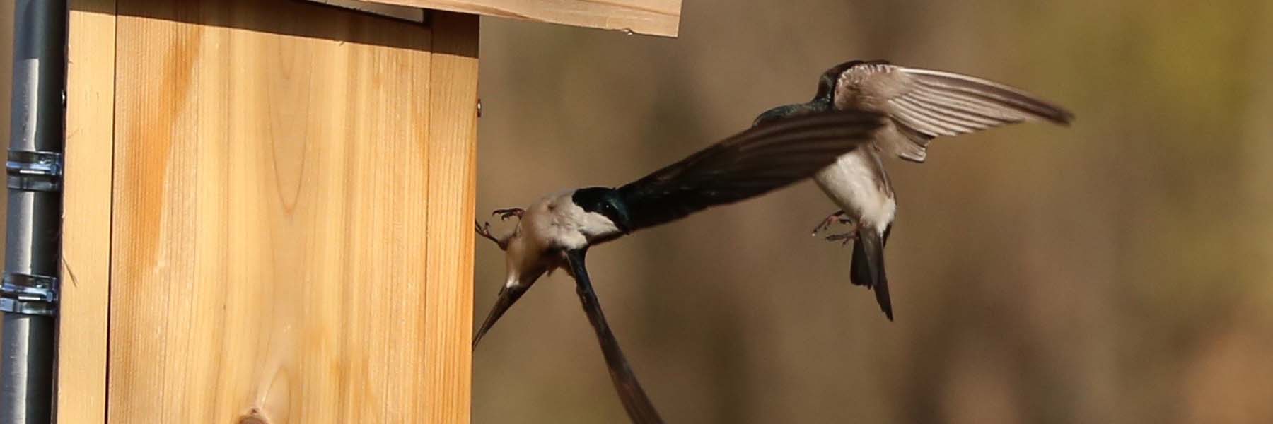 Two swallows dodging each other at nest box.