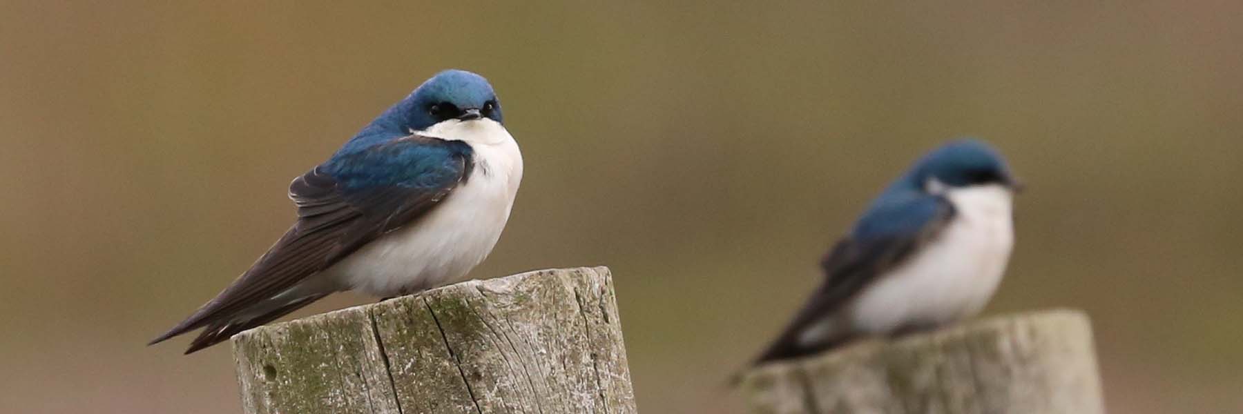 Two Tree Swallows perched on wooden posts.
